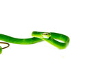 Red Tail Green Rat Snake Adult Male -
