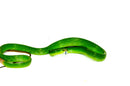 Red Tail Green Rat Snake Adult Male -