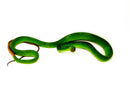 Red Tail Green Rat Snake Adult Male -