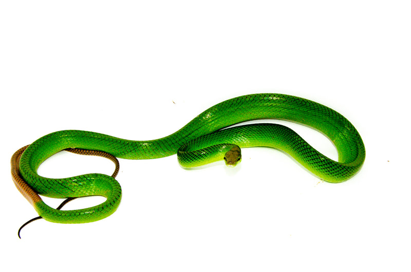 Red Tail Green Rat Snake Adult Male -