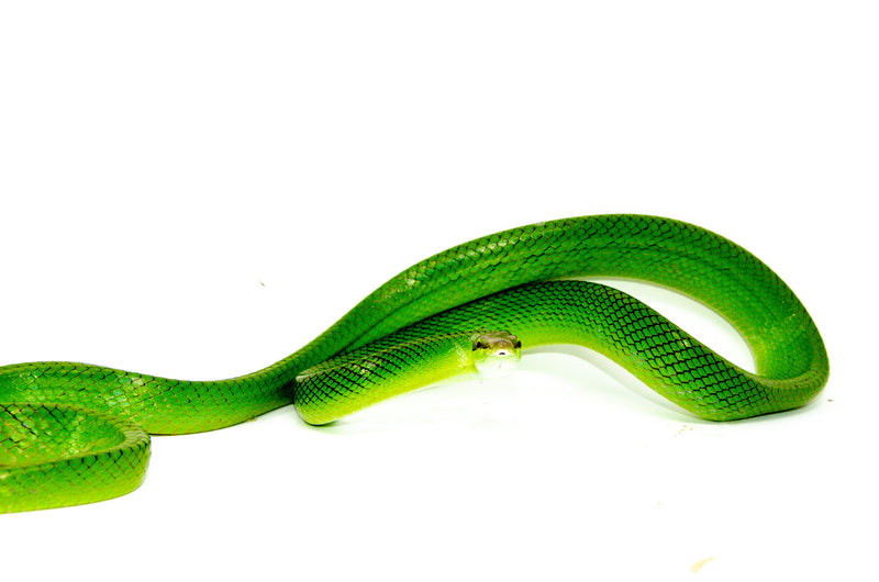 Red Tail Green Rat Snake Adult Male -