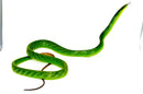 Red Tail Green Rat Snake Adult Female -