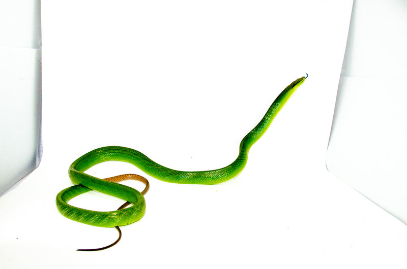 Red Tail Green Rat Snake Adult Female -