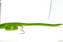 Red Tail Green Rat Snake Adult Female -