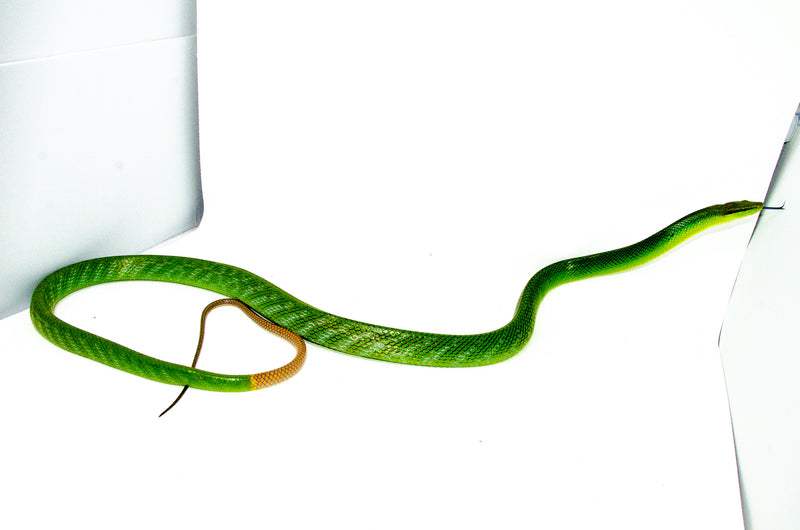 Red Tail Green Rat Snake Adult Female -