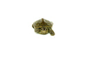Concentric Diamondback Terrapin (Malaclemys terrapin)
