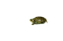 Concentric Diamondback Terrapin (Malaclemys terrapin)