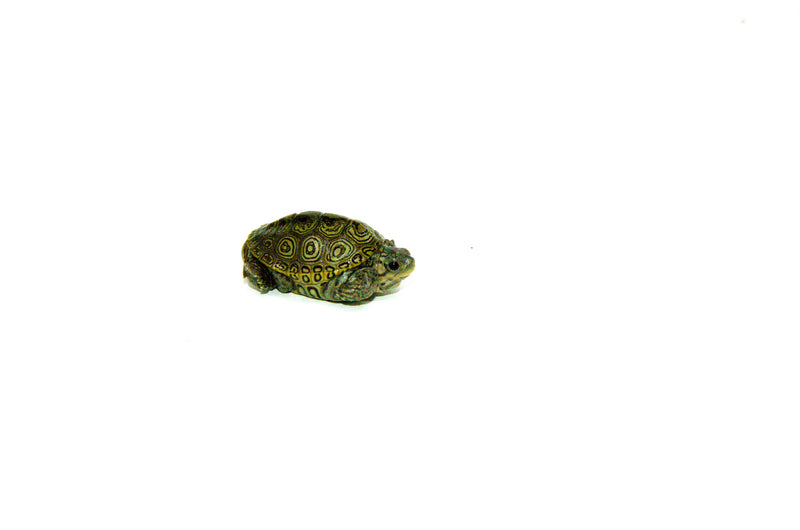 Concentric Diamondback Terrapin (Malaclemys terrapin)