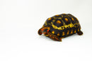 Brazilian Cherryhead Red Foot Tortoise Adult Male 1 -