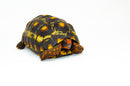 Brazilian Cherryhead Red Foot Tortoise Adult Male 1 -