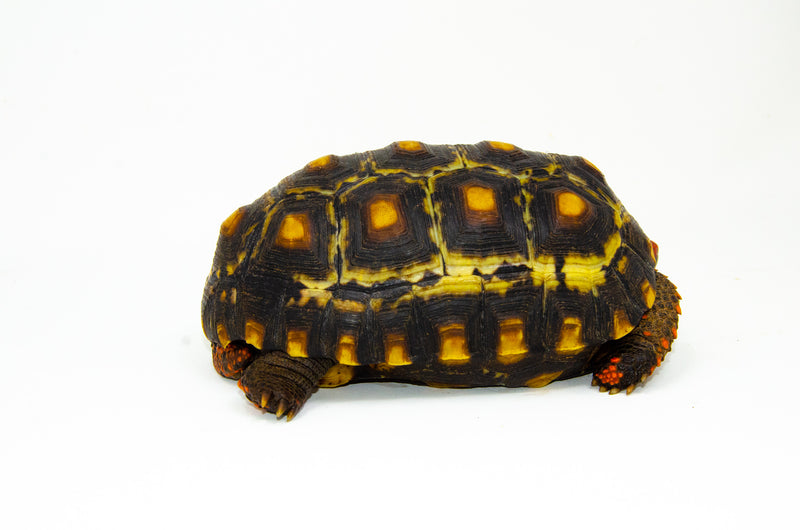 Brazilian Cherryhead Red Foot Tortoise Adult Male 1 -