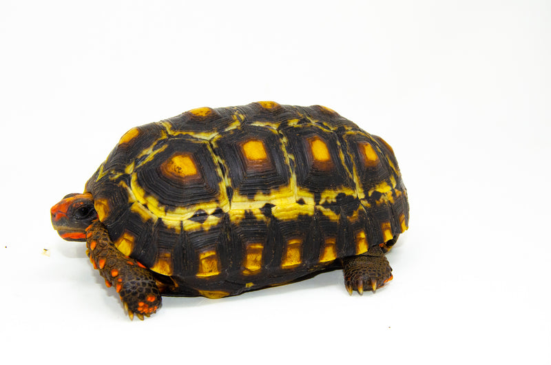 Brazilian Cherryhead Red Foot Tortoise Adult Male 1 -