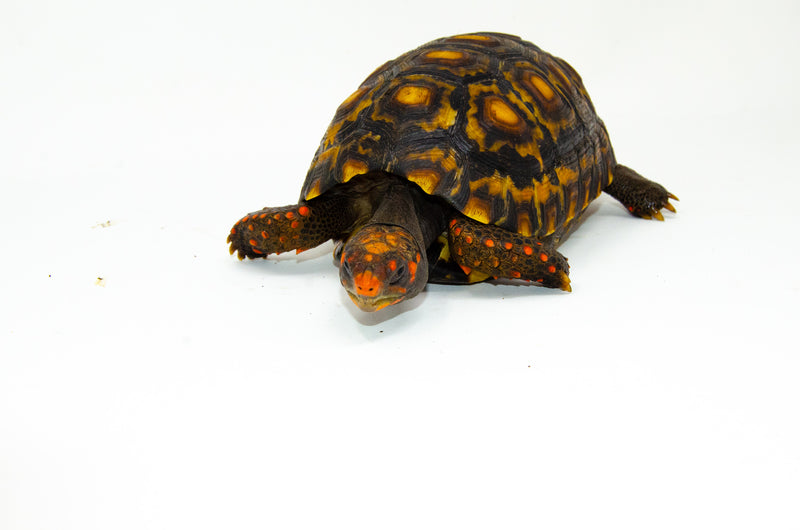 Brazilian Cherryhead Red Foot Tortoise Adult Male 2 -