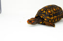 Brazilian Cherryhead Red Foot Tortoise Adult Male 2 -