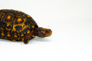 Brazilian Cherryhead Red Foot Tortoise Adult Male 2 -
