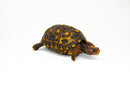 Brazilian Cherryhead Red Foot Tortoise Adult Male 2 -