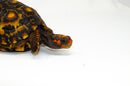 Brazilian Cherryhead Red Foot Tortoise Adult Male 2 -