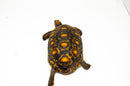 Brazilian Cherryhead Red Foot Tortoise Adult Male 2 -