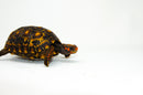 Brazilian Cherryhead Red Foot Tortoise Adult Male 2 -