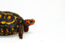 Brazilian Cherryhead Red Foot Tortoise Adult Male 3 -