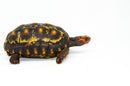Brazilian Cherryhead Red Foot Tortoise Adult Male 3 -