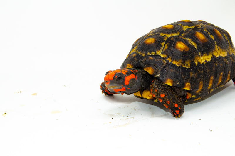 Brazilian Cherryhead Red Foot Tortoise Adult Male 3 -