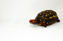 Brazilian Cherryhead Red Foot Tortoise Adult Male 3 -
