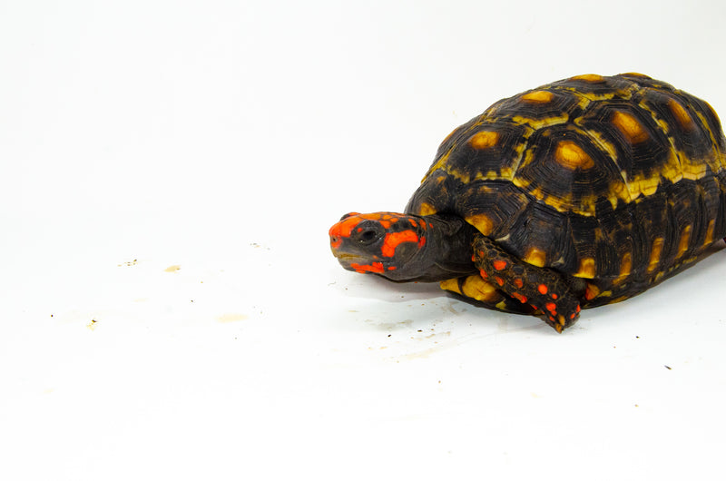 Brazilian Cherryhead Red Foot Tortoise Adult Male 3 -