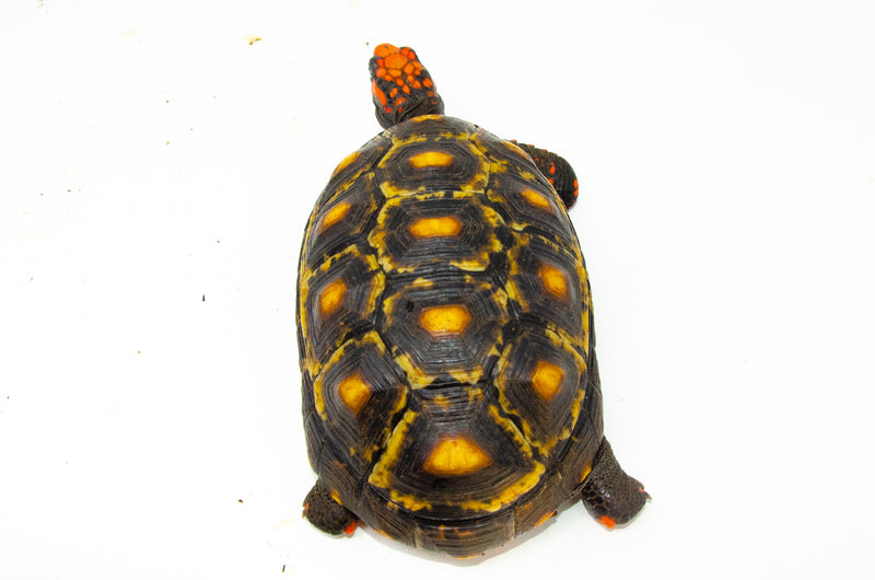 Brazilian Cherryhead Red Foot Tortoise Adult Male 3 -