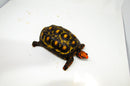 Brazilian Cherryhead Red Foot Tortoise Adult Male 3 -