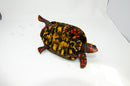 Brazilian Cherryhead Red Foot Tortoise Adult Male 3 -