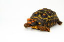 Brazilian Cherryhead Red Foot Tortoise Adult Male 4 -