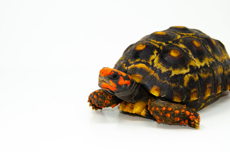 Brazilian Cherryhead Red Foot Tortoise Adult Male 4 -