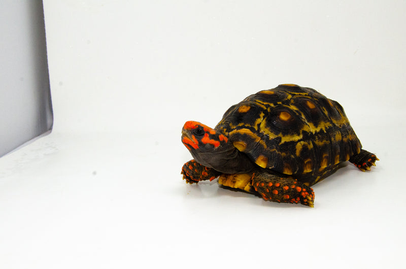 Brazilian Cherryhead Red Foot Tortoise Adult Male 4 -