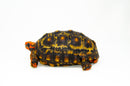 Brazilian Cherryhead Red Foot Tortoise Adult Male 4 -