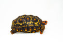 Brazilian Cherryhead Red Foot Tortoise Adult Male 4 -