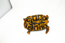 Brazilian Cherryhead Red Foot Tortoise Adult Male 4 -