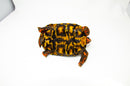 Brazilian Cherryhead Red Foot Tortoise Adult Male 4 -