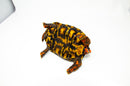 Brazilian Cherryhead Red Foot Tortoise Adult Male 4 -