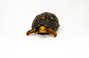 Brazilian Cherryhead Red Foot Tortoise Adult Female 1 -