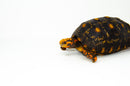 Brazilian Cherryhead Red Foot Tortoise Adult Female 1 -
