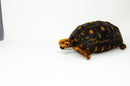 Brazilian Cherryhead Red Foot Tortoise Adult Female 1 -