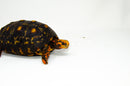 Brazilian Cherryhead Red Foot Tortoise Adult Female 1 -