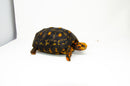 Brazilian Cherryhead Red Foot Tortoise Adult Female 1 -