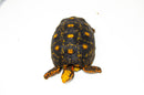 Brazilian Cherryhead Red Foot Tortoise Adult Female 1 -