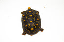 Brazilian Cherryhead Red Foot Tortoise Adult Female 1 -