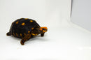 Brazilian Cherryhead Red Foot Tortoise Adult Female 2 -