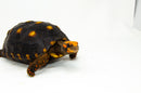 Brazilian Cherryhead Red Foot Tortoise Adult Female 2 -