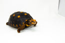 Brazilian Cherryhead Red Foot Tortoise Adult Female 2 -