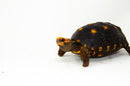 Brazilian Cherryhead Red Foot Tortoise Adult Female 2 -